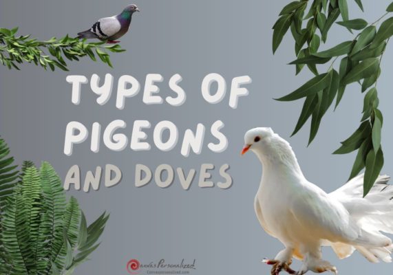 Types Of Pigeons