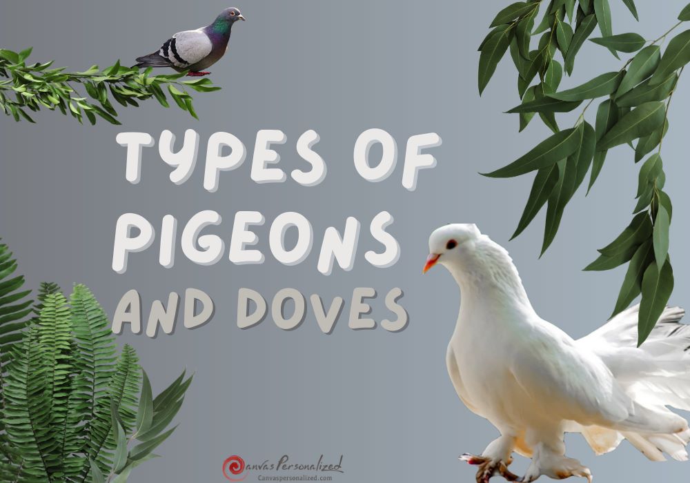 15 Types Of Pigeons And Doves - Gentle &Amp; Charming Pets 18 Types Of Pigeons