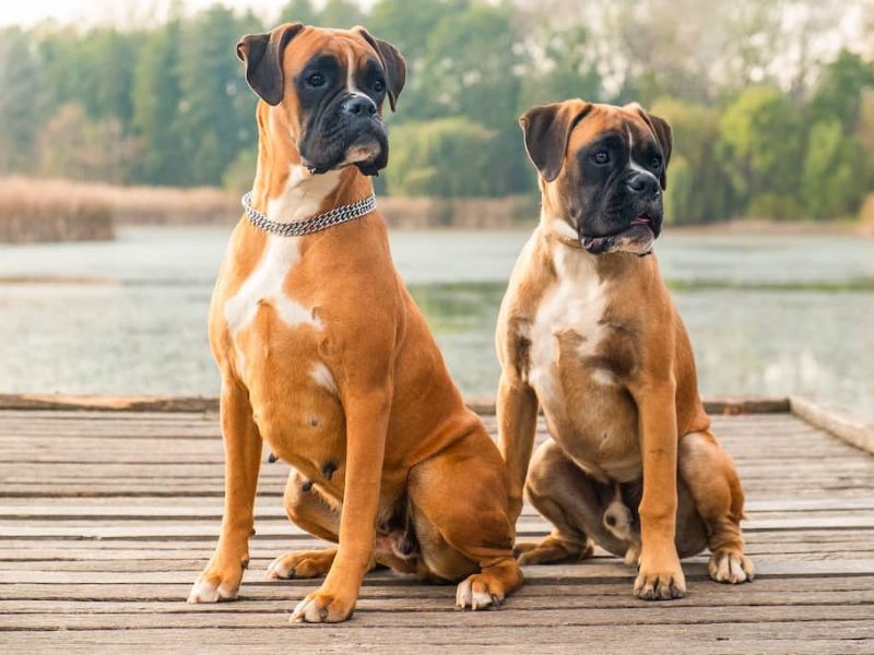 Boxer Dog Breed Facts & Information