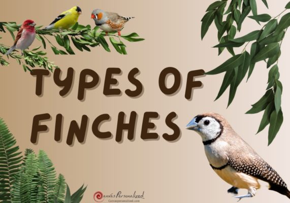 Types Of Finches