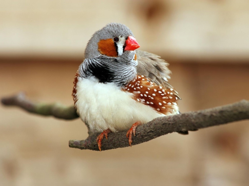 17 Popular Types Of Finches: A Complete List With Photos 19 Zebra Finch Species - One Of Medium Sized Birds