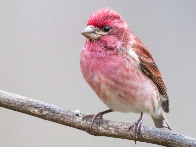 17 Popular Types Of Finches: A Complete List With Photos 20 Male Purple Finches Breed- Types Of Finches For Pets
