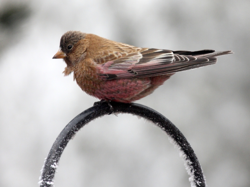 17 Popular Types Of Finches: A Complete List With Photos 21 Brown Capped Rosy Finches