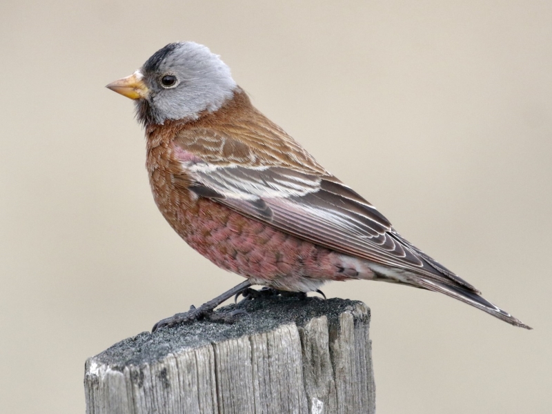 17 Popular Types Of Finches: A Complete List With Photos 22 Gray Crowned Rosy Finch