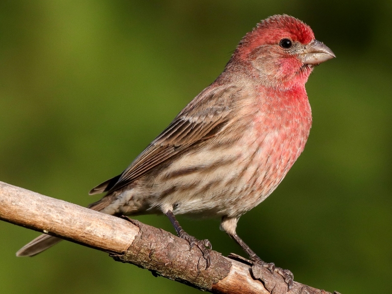 17 Popular Types Of Finches: A Complete List With Photos 23 Adult Males House Finch - Pet Finches Types