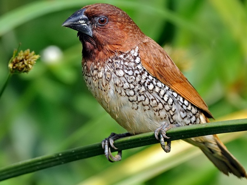 17 Popular Types Of Finches: A Complete List With Photos 24 Adult Males Spice Finch