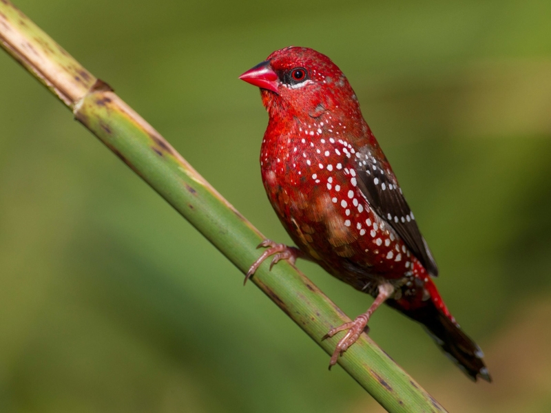 17 Popular Types Of Finches: A Complete List With Photos 25 Types Of Pet Finches Strawberry Finch