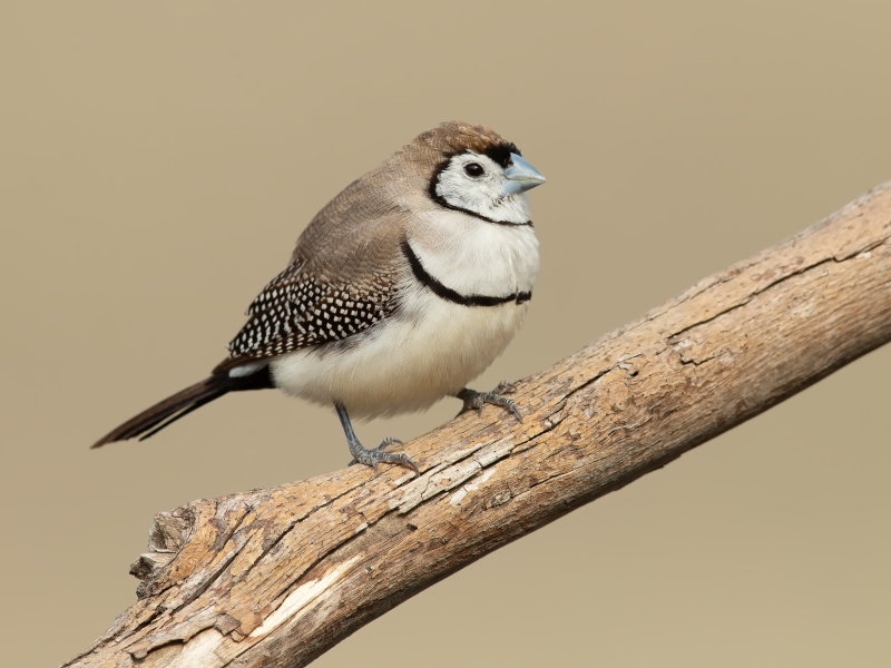 17 Popular Types Of Finches: A Complete List With Photos 27 Owl Finch Species