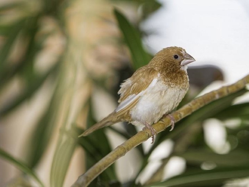 17 Popular Types Of Finches: A Complete List With Photos 28 Society Finch Like To Eat Sunflower Seeds In Backyard Feeders
