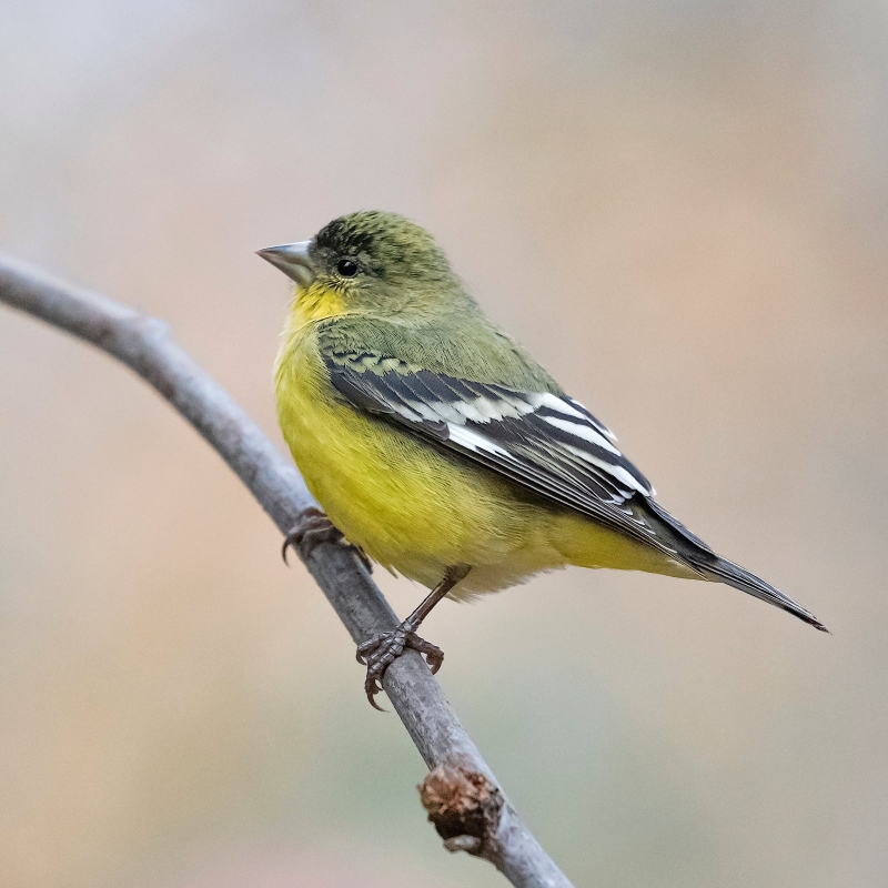 17 Popular Types Of Finches: A Complete List With Photos 32 Lesser Goldfinch Types Of Finches