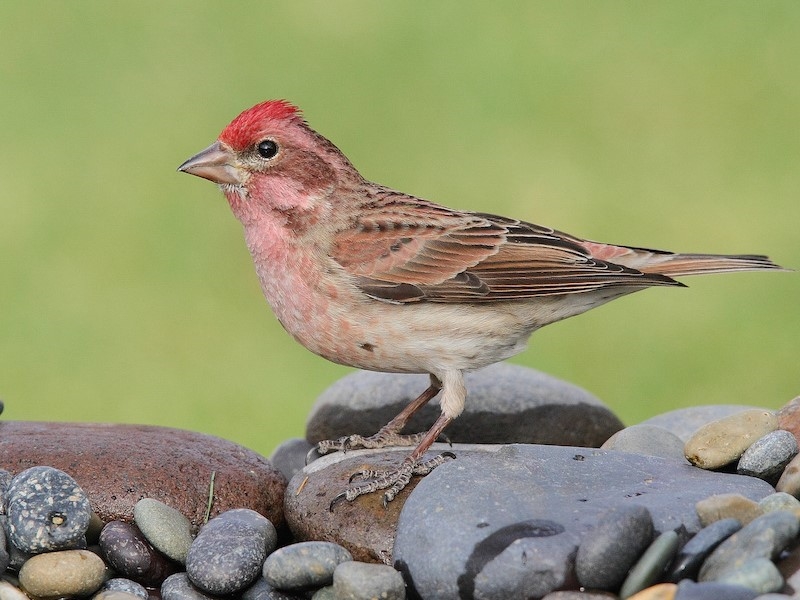17 Popular Types Of Finches: A Complete List With Photos 31 Cassin'S Finch - Types Of Finches As Pets