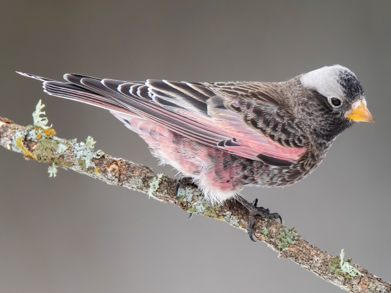 17 Popular Types Of Finches: A Complete List With Photos 30 Black Rosy Finch Species