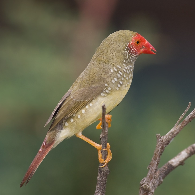 17 Popular Types Of Finches: A Complete List With Photos 29 Male Star Finch On The Breeding Season