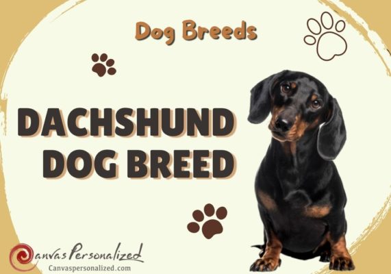 Overview Info And Facts About The Dachshund Dog Breed