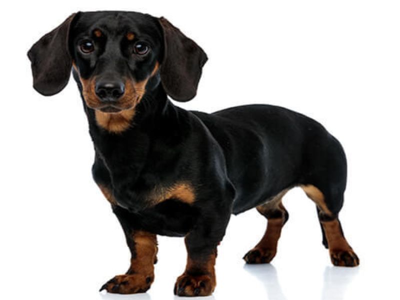 The Ultimate Guide To Dachshund Dog Breed: From Traits, Care And Training Tips 13 Dog Breed Dachshund