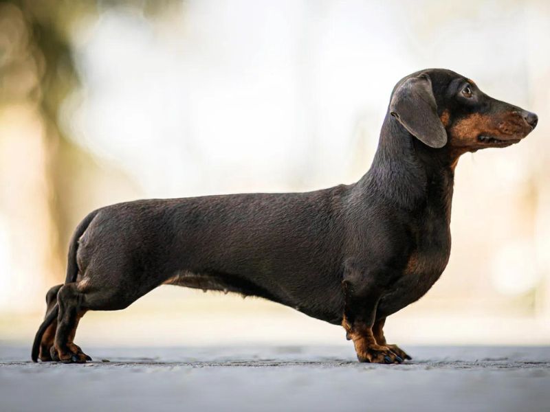 The Ultimate Guide To Dachshund Dog Breed: From Traits, Care And Training Tips 16 Appearance Of Dachshund Dog Breed