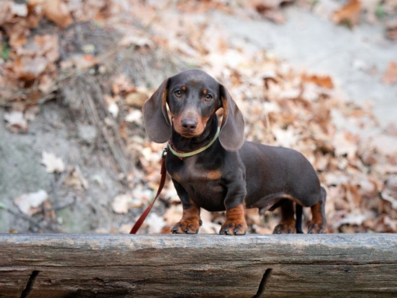 The Ultimate Guide To Dachshund Dog Breed: From Traits, Care And Training Tips 17 Training Dachshund Puppies