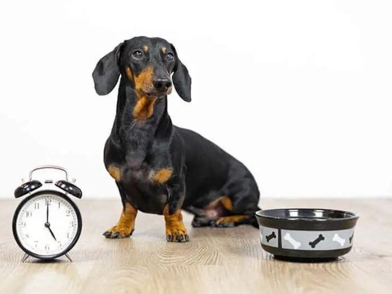The Ultimate Guide To Dachshund Dog Breed: From Traits, Care And Training Tips 18 Nutrition Of Dog Breed Dachshund