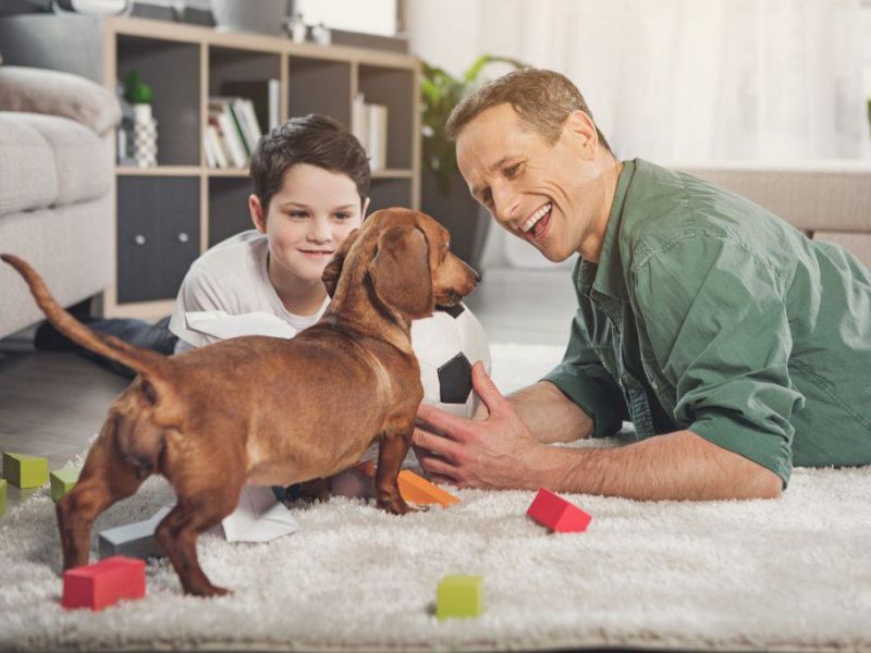 The Ultimate Guide To Dachshund Dog Breed: From Traits, Care And Training Tips 19 Ideal Living Environment Of Dachshund Puppies