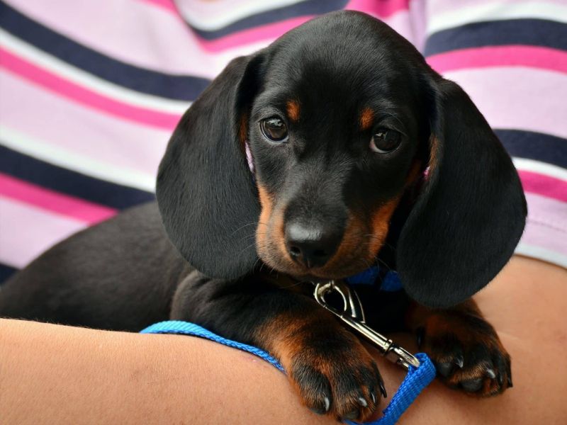 The Ultimate Guide To Dachshund Dog Breed: From Traits, Care And Training Tips 21 Adopting The Dog Breed Dachshund