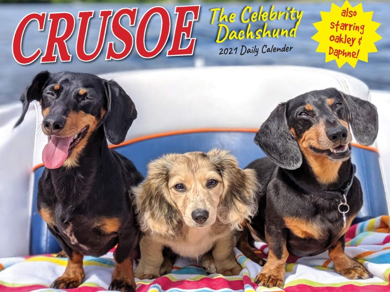 The Ultimate Guide To Dachshund Dog Breed: From Traits, Care And Training Tips 22 Dachshund Dog Breed