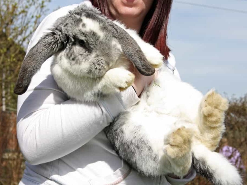 how long do floppy eared rabbits live