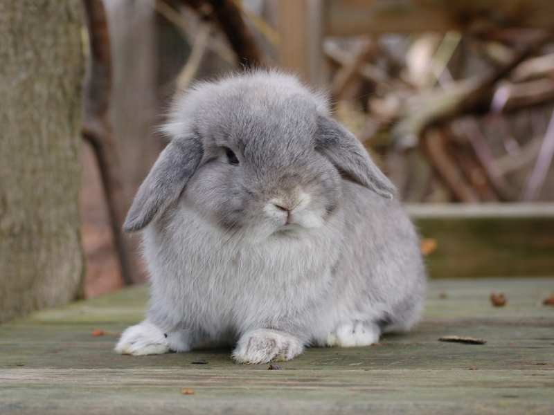 Gray lop hot sale eared rabbit