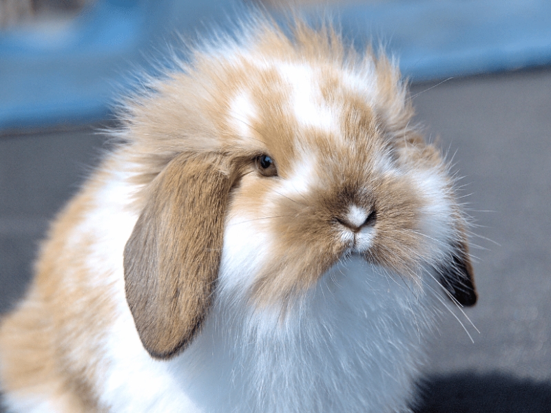 Long eared hot sale bunny