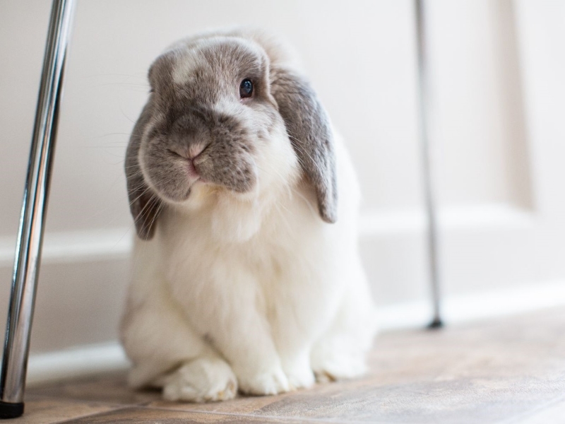 Mini lop eared rabbit breeds - long eared rabbit breeds