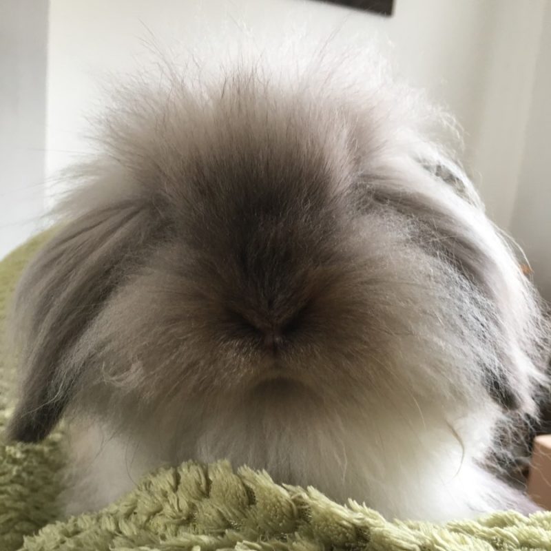 Fluffy lop eared hot sale rabbit