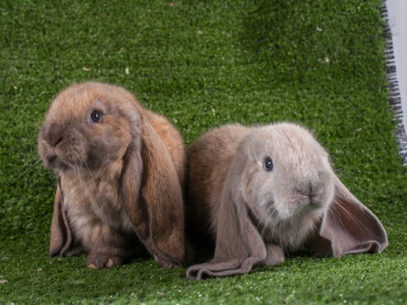 Large lop eared store bunny