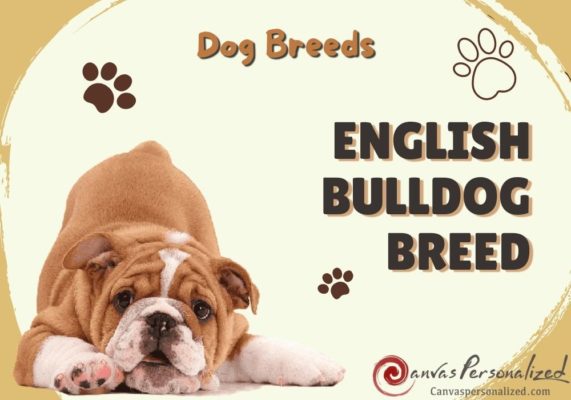 English Bulldog Breed | All Essential Info To Take Care