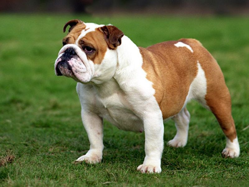 Ultimate Guide To Adopt And Care An English Bulldog Breed 14 Key Traits Of English Bulldog Breed