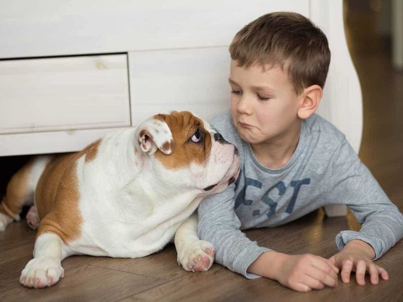 Ultimate Guide To Adopt And Care An English Bulldog Breed 17 Purebred English Bulldog Is With Kids