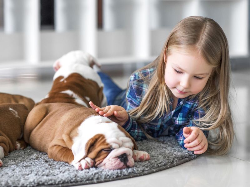 Ultimate Guide To Adopt And Care An English Bulldog Breed 18 English Bulldog Breed With Early Socialization