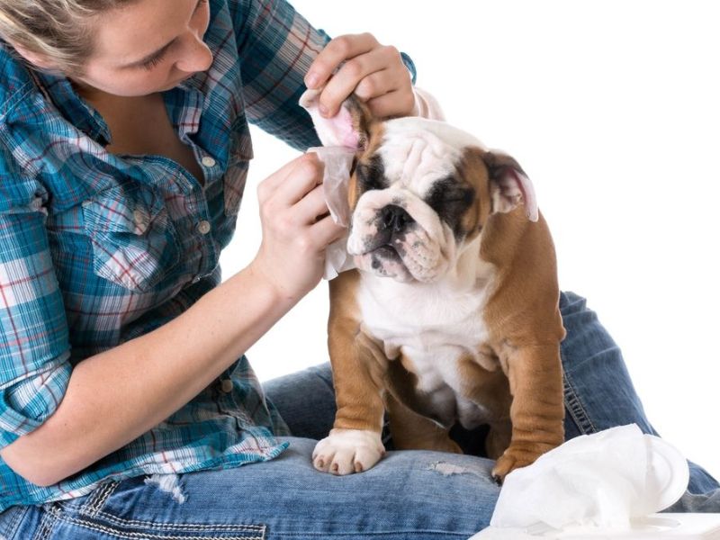 Ultimate Guide To Adopt And Care An English Bulldog Breed 19 Health Check For Purebred English Bulldog