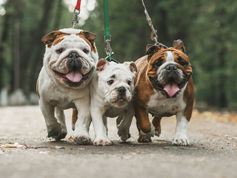Ultimate Guide To Adopt And Care An English Bulldog Breed 20 British Bulldog