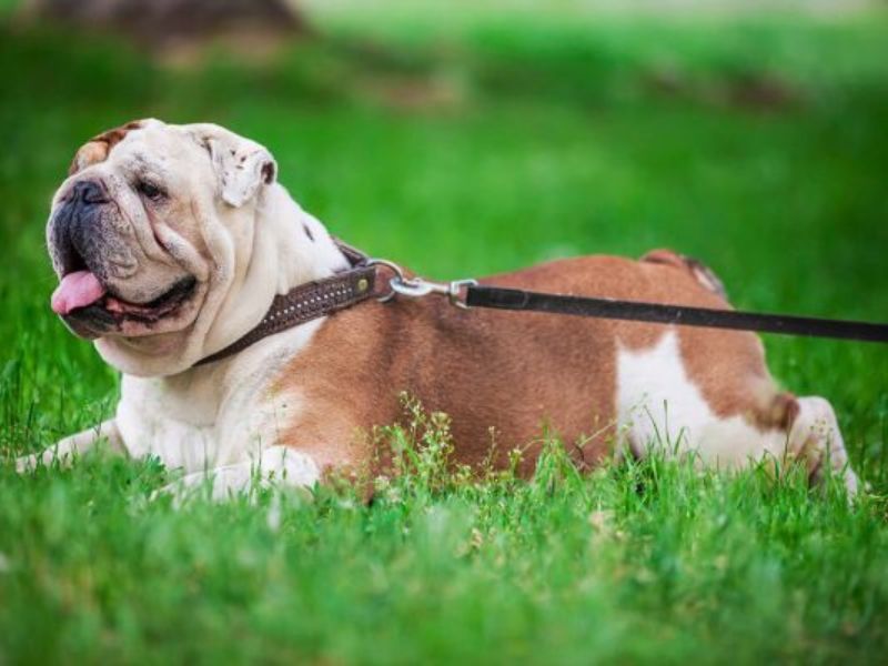 Ultimate Guide To Adopt And Care An English Bulldog Breed 21 Purebred English Bulldog'S Training
