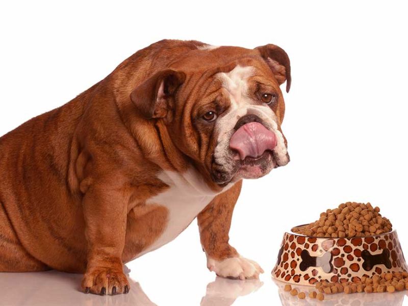 Ultimate Guide To Adopt And Care An English Bulldog Breed 22 English Bulldog Breed'S Nutrition
