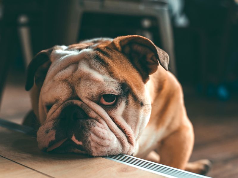Ultimate Guide To Adopt And Care An English Bulldog Breed 23 Ideal Living Environment For Purebred English Bulldog
