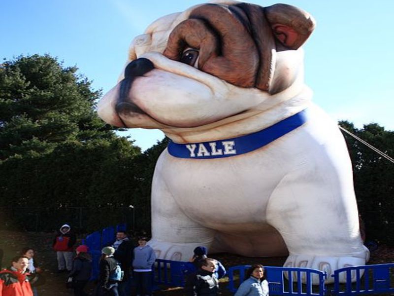 Ultimate Guide To Adopt And Care An English Bulldog Breed 24 Purebred English Bulldog