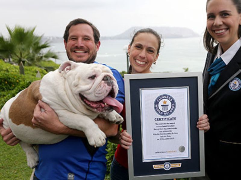 Ultimate Guide To Adopt And Care An English Bulldog Breed 25 English Bulldog Breed