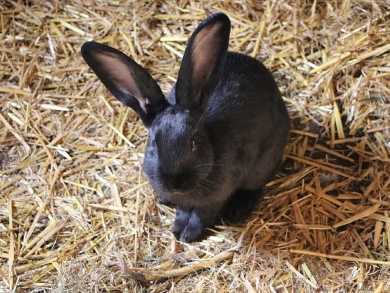 black havana rabbit weight