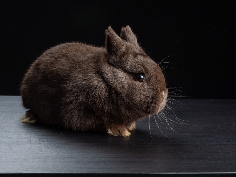 havana rabbit brown - havana rabbit colors