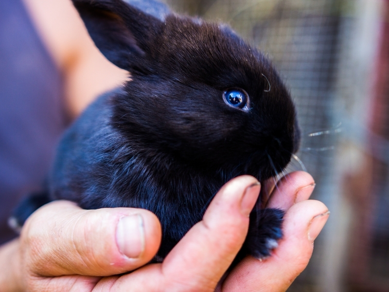 Havana bunny store