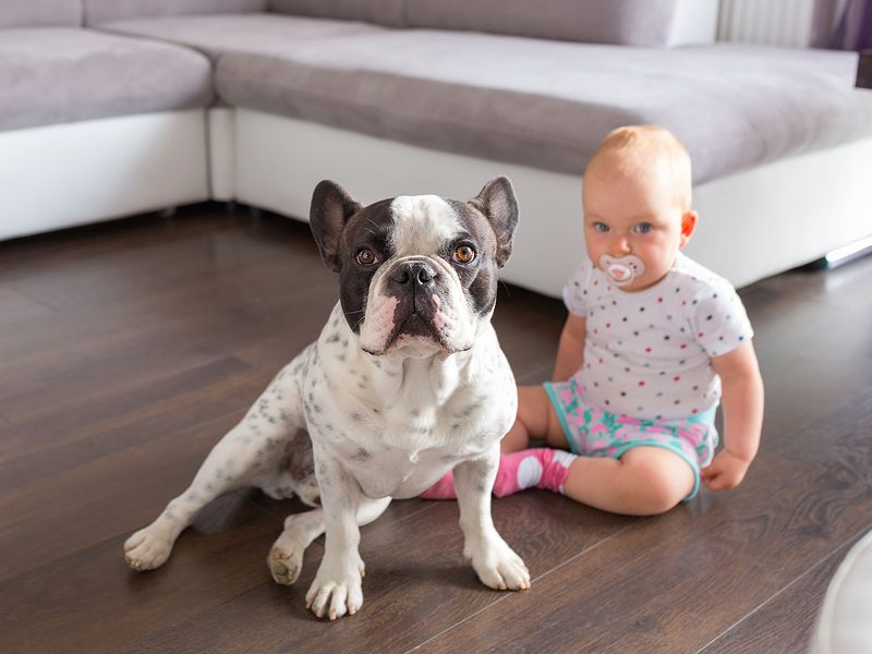 Explore The French Bulldog Breed With Key Traits, Care, And Fun Facts 20 French Bulldog Puppies