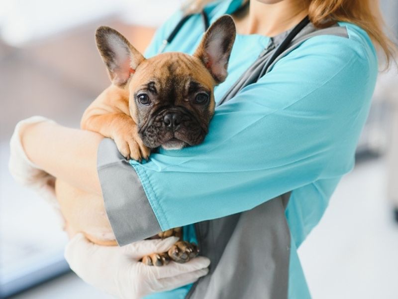 Explore The French Bulldog Breed With Key Traits, Care, And Fun Facts 29 French Bulldog Puppies With Vet