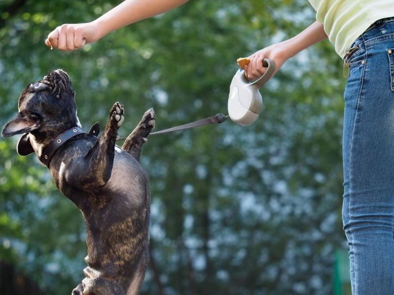 Explore The French Bulldog Breed With Key Traits, Care, And Fun Facts 24 French Bulldog Breed'S Training Tips