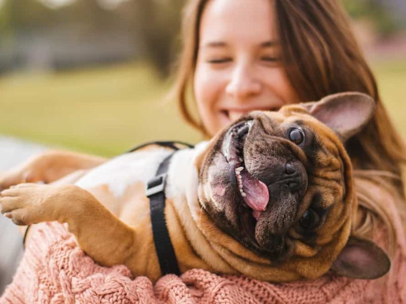 Explore The French Bulldog Breed With Key Traits, Care, And Fun Facts 25 Purebred French Bulldog