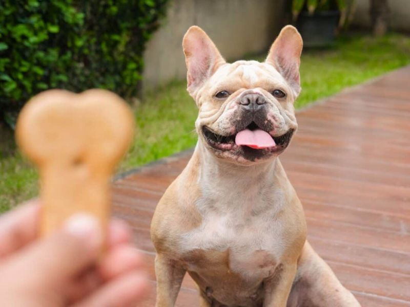 Explore The French Bulldog Breed With Key Traits, Care, And Fun Facts 27 Treats For French Bulldog